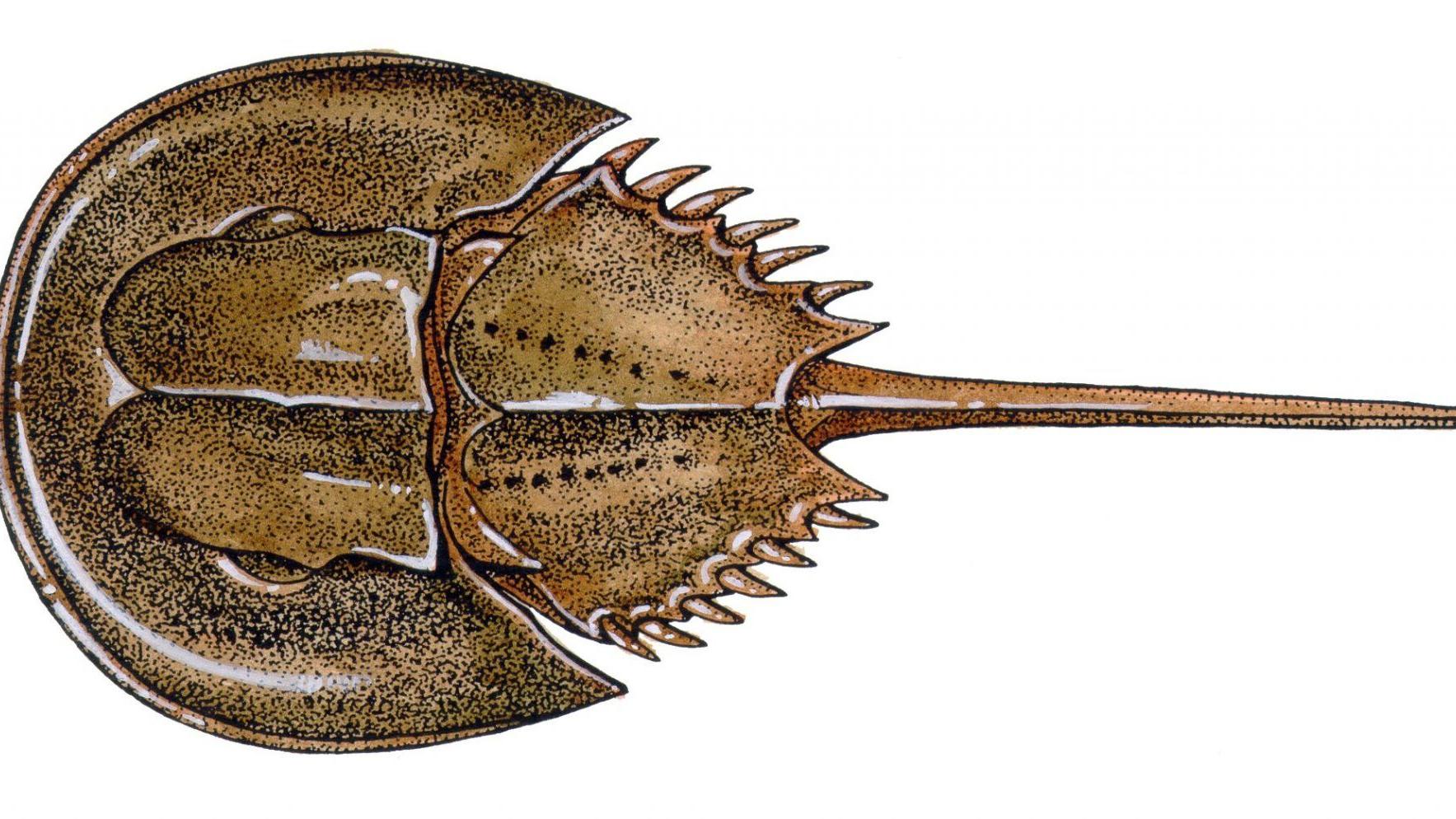 Delaware to host Atlantic States Marine Fisheries Commission meeting this year